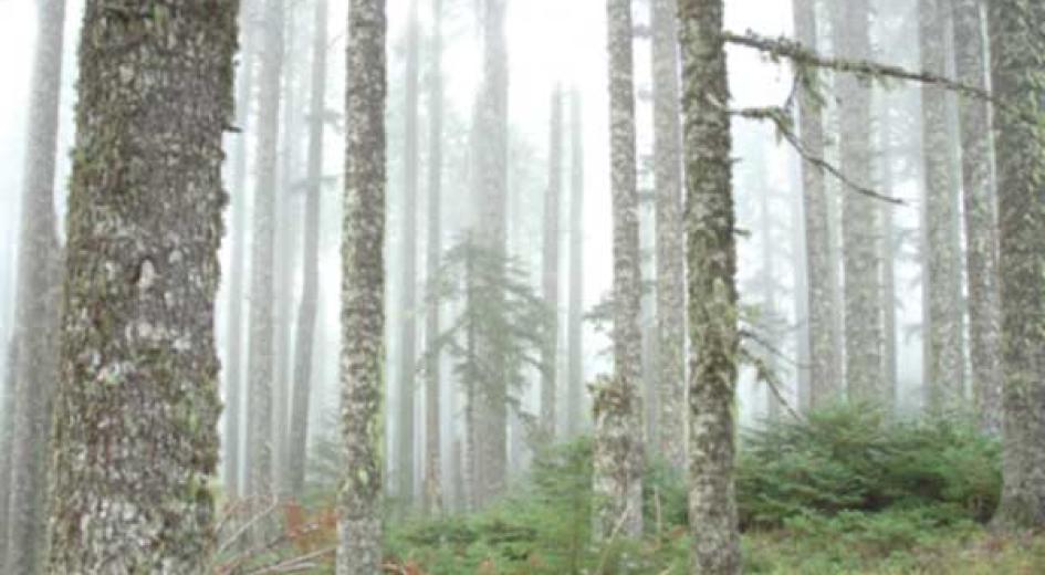 Marys Peak