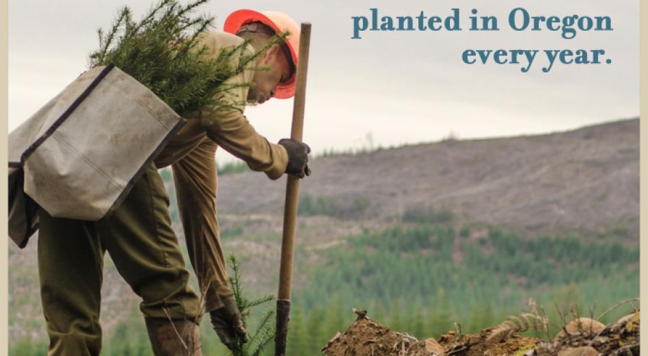 We REPLANT