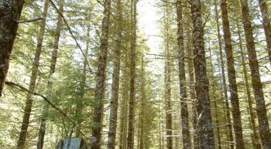A working Douglas-fir forest in Yamhill county