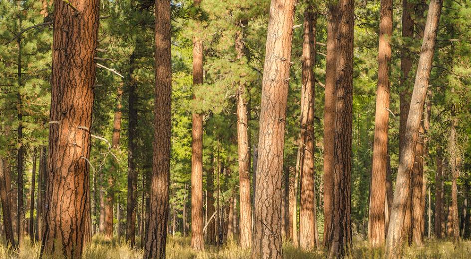 Ponderosa bark