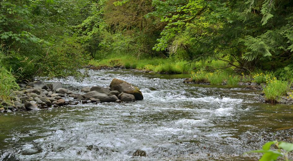 Riparian zone