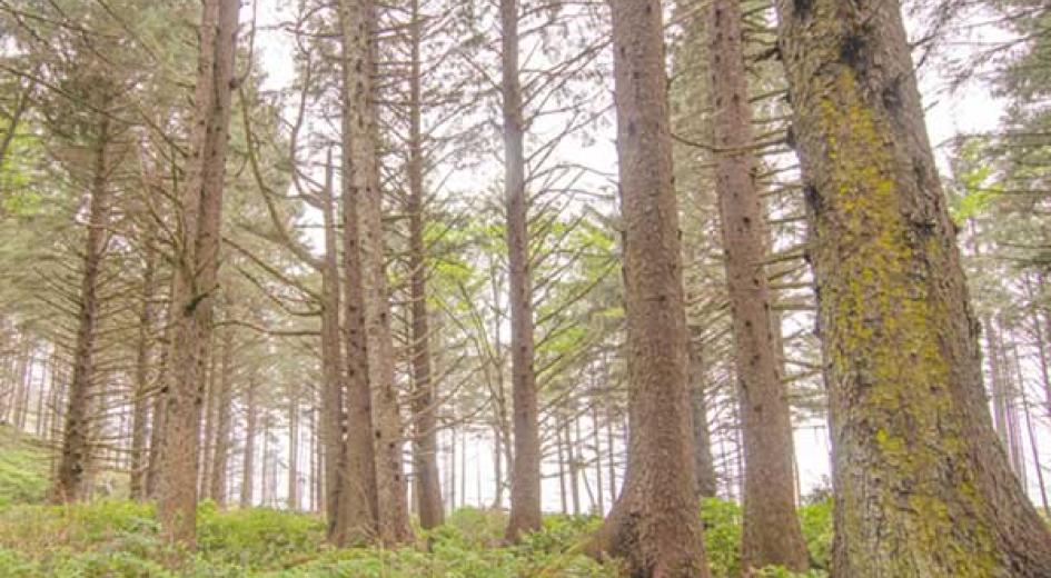 Spruce