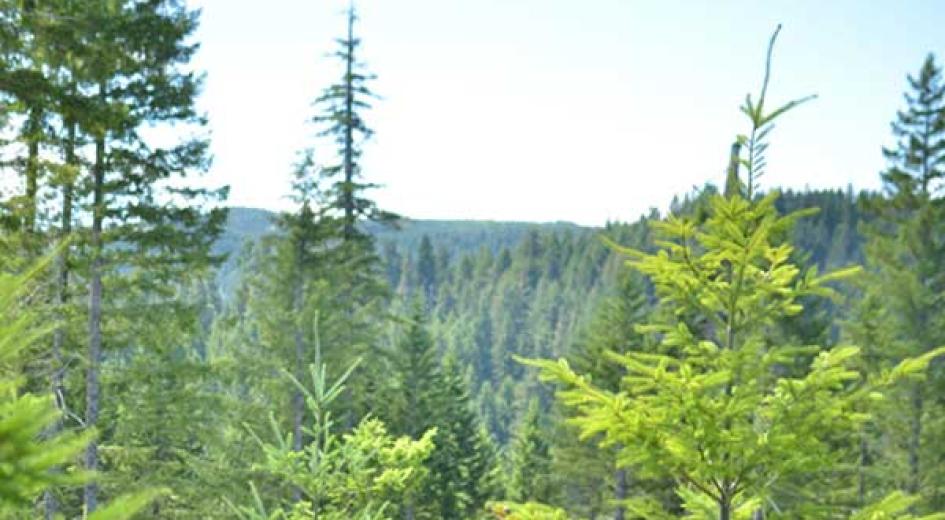 Tillamook