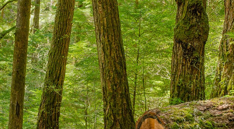 Trail in the forest