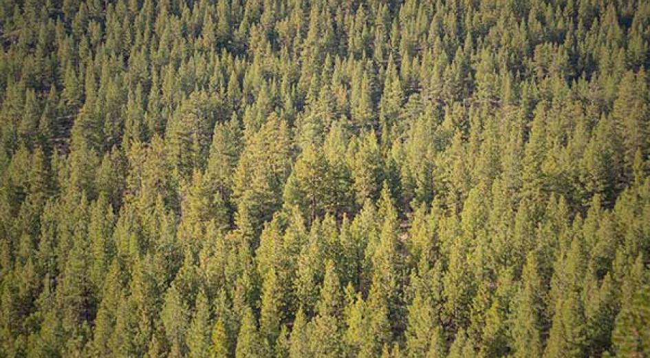 Treecover