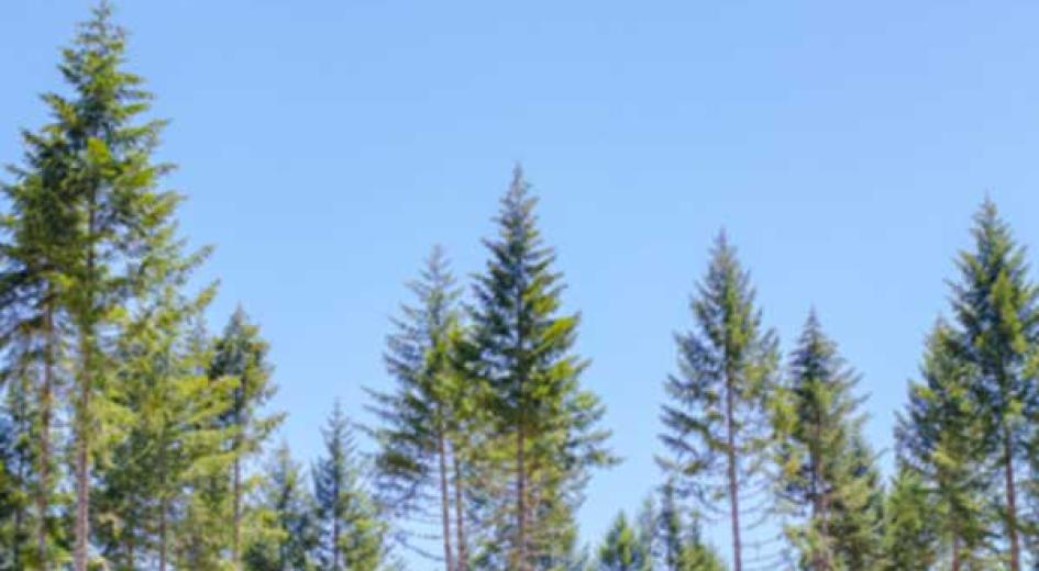 Treeline