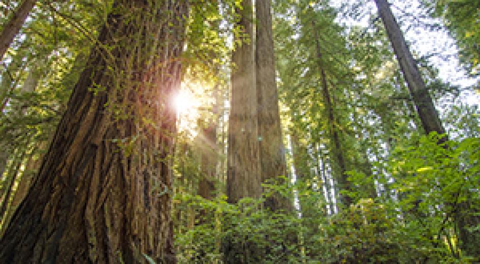 old growth tree