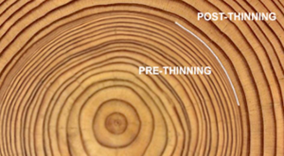tree ring release