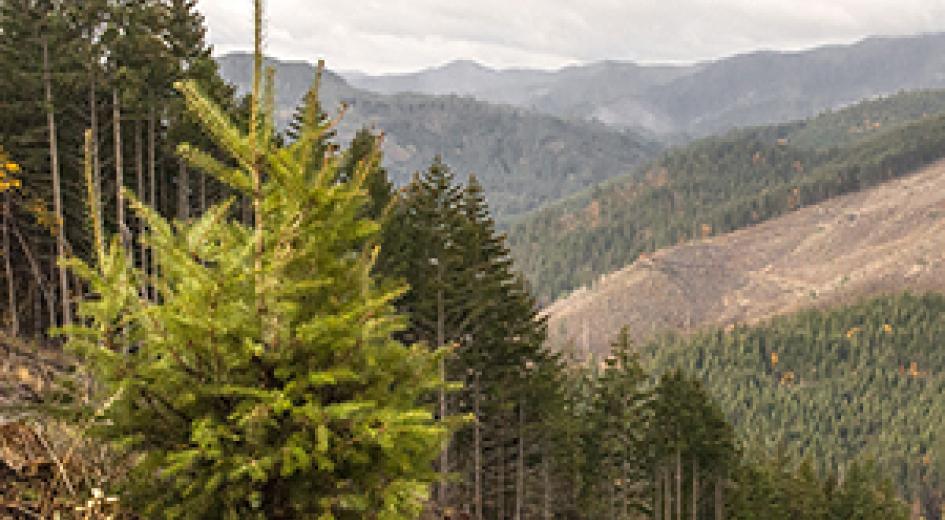 clearcut hancock