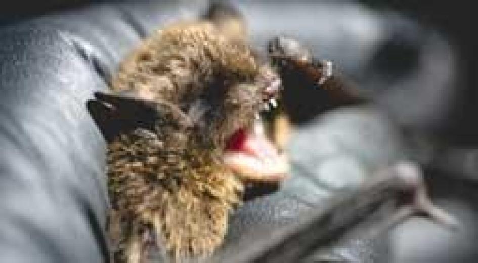 Little Brown Bat