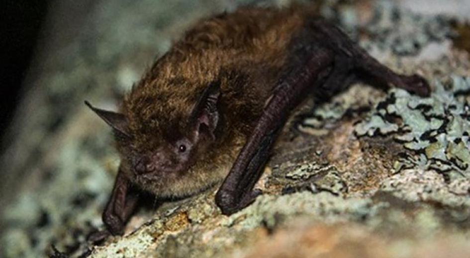 A little brown bat. 
