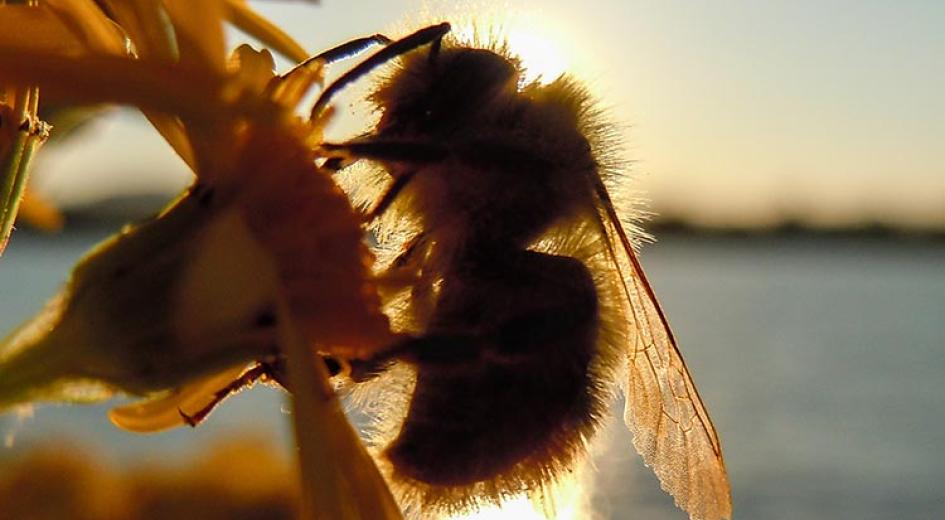 Bee on flower at sunset. 