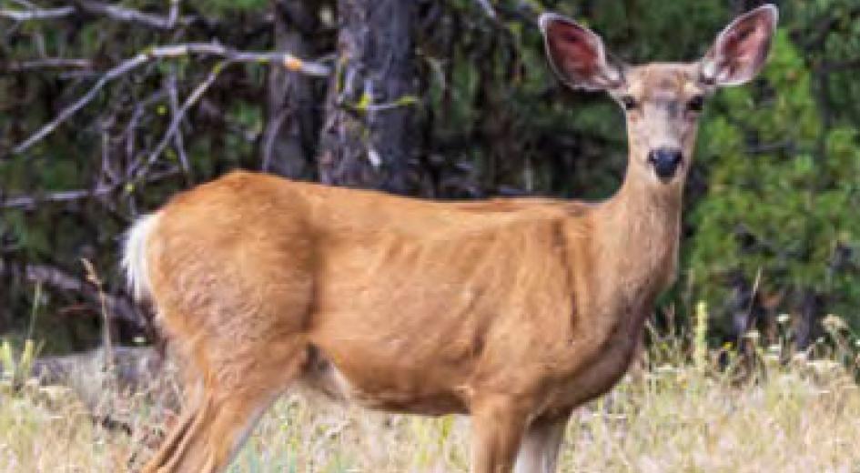 Forests Working Wildlife Card