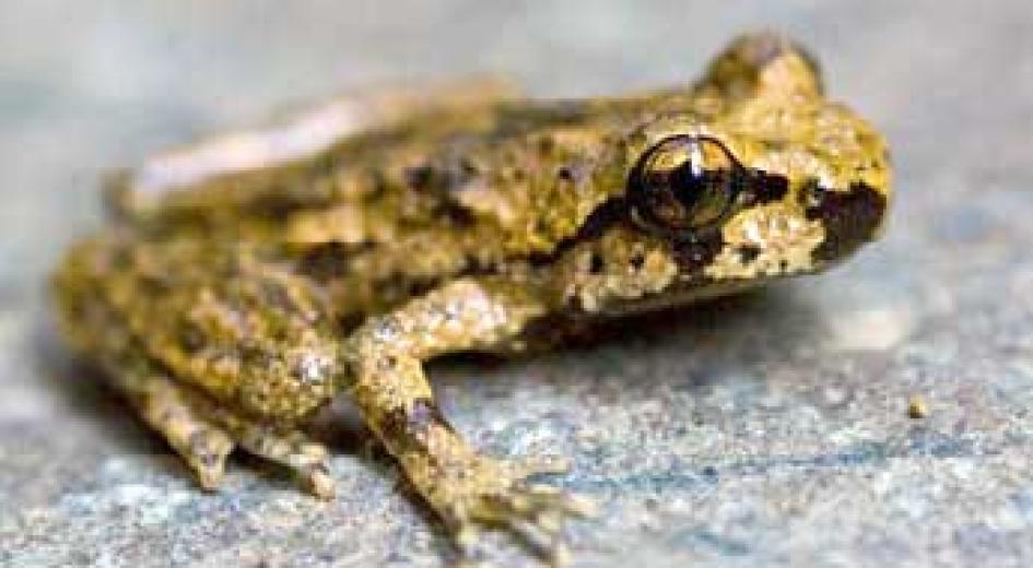 WIMF amphibian reference sheet card