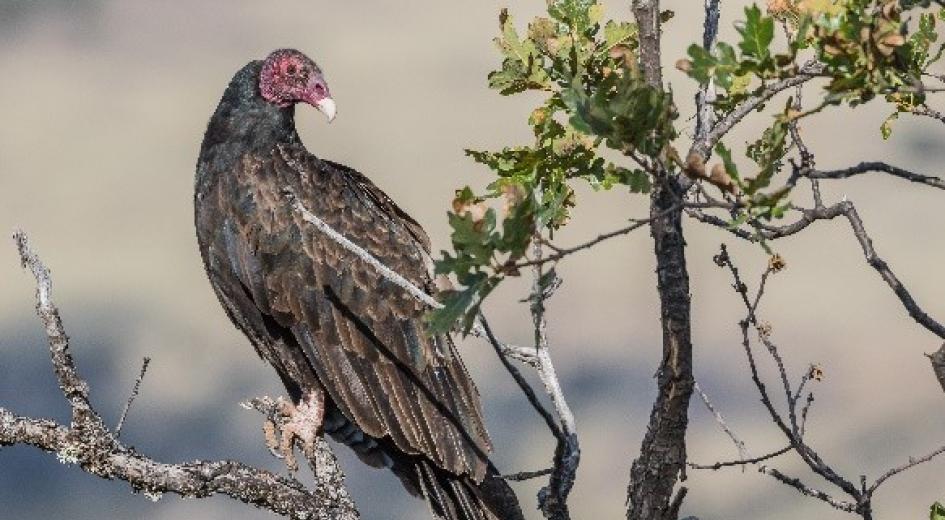 A turkey vulture perched on a tree branch.