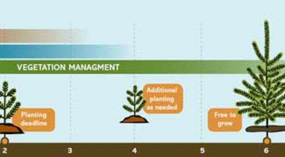 Reforestation in Oregon card