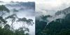 Two kinds of forests