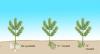 Establishing and Managing Forest Trees in Western Oregon