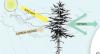 Fact Sheet: Photosynthesis