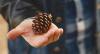 K-12 Forest Education Opportunities