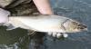Wildlife in Managed Forests: Fish Habitat and Passage