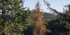 zombie tree