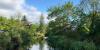 Trees and bushes around a pond.