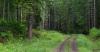 Forest road in trees