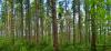 A forest