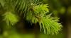 close up a tree tip