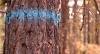 a tree trunk with spray paint on it
