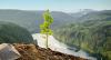 a sapling growing on a cliff in the forest