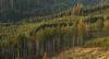 Trees on hill