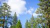 Eastern trees