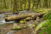 Log Creek