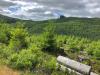Next Forest