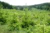 Free-to-grow Douglas-fir in a working forest in Tillamook County