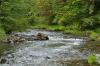Riparian zone