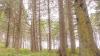 Spruce