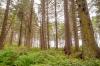 Coastal spruce
