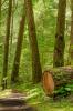 Trail in the forest