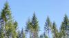 Treeline