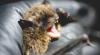 Little Brown Bat