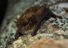A little brown bat. 
