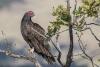 A turkey vulture perched on a tree branch.