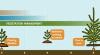 Reforestation in Oregon card